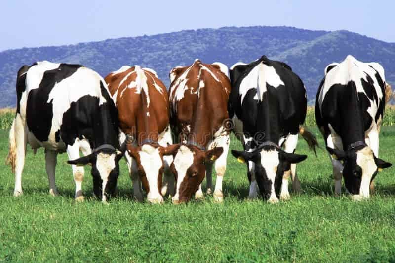 Farming loan
